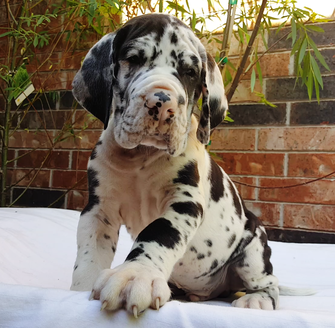 8 week old great dane puppy